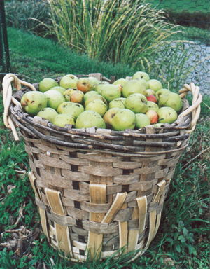 Une razière de pommes. (Photo Alexandre Vernon © Patrimoine Normand.)