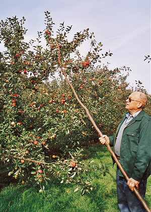 Récolte de pommes de pommiers basse tige à St Maclou : M.?Benoist tient une gaule pour faire tomber les pommes du haut. (Photo Alexandre Vernon © Patrimoine Normand.)