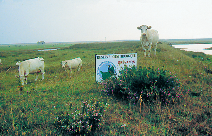 La réserve GONm de Brévands en baie des Veys