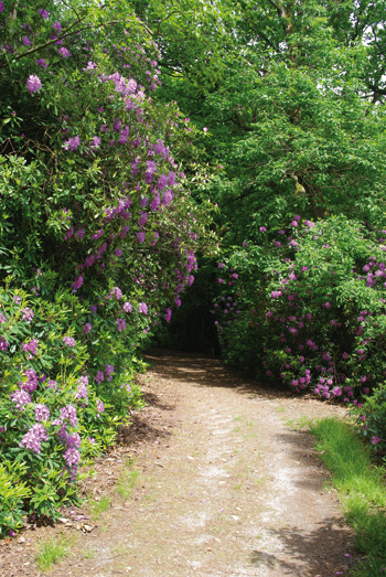 C’est aux mois de mai et de juin que fleurissent les rhododendrons du bois du Breuil, créant de véritables murs de fleurs (© Stéphane William Gondoin)
