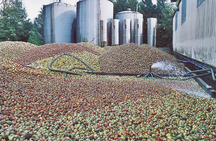 Une sélection rigoureuse des pommes et un lavage au grand jet, devant les bacs à cidre. (Photo Alexandre Vernon © Patrimoine Normand.)