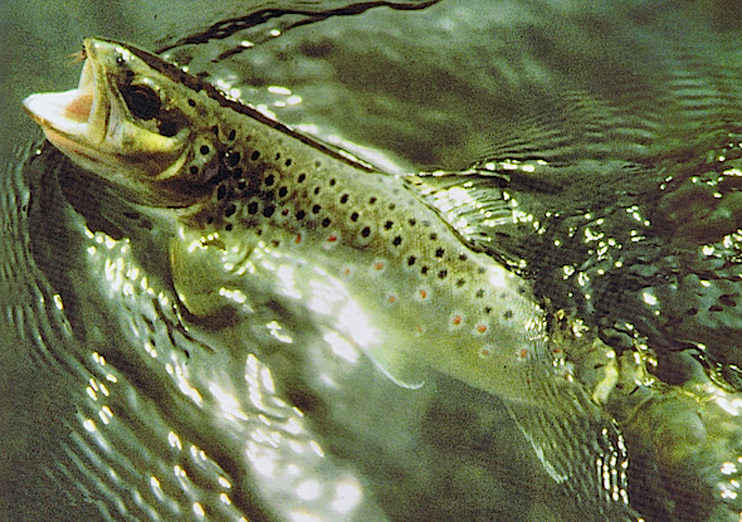 La truite Fario - un poisson encore mystérieux