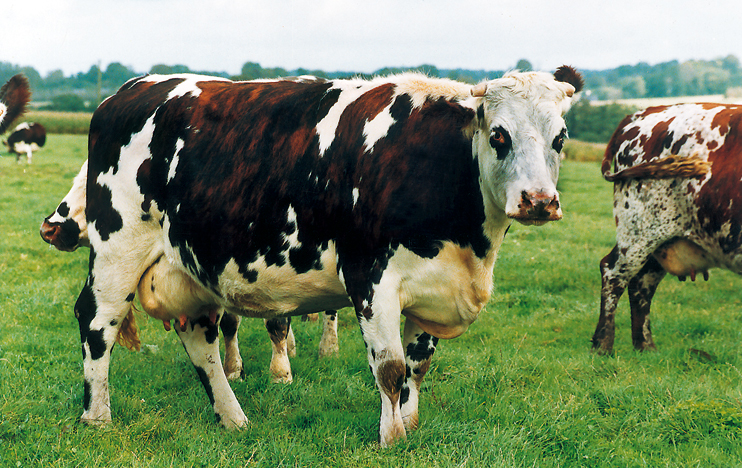 Vache normande (Photo Eric Bruneval © Patrimoine Normand.)