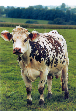 Vache, au pelage caille-bringé, oreilles au vent. (Photo Eric Bruneval © Patrimoine Normand.)