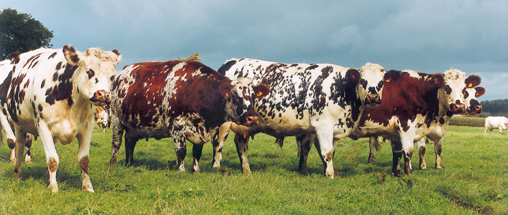 La race bovine normande