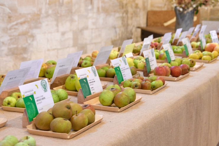 Les pommes de Normandie : une infinie variété de pommes normandes