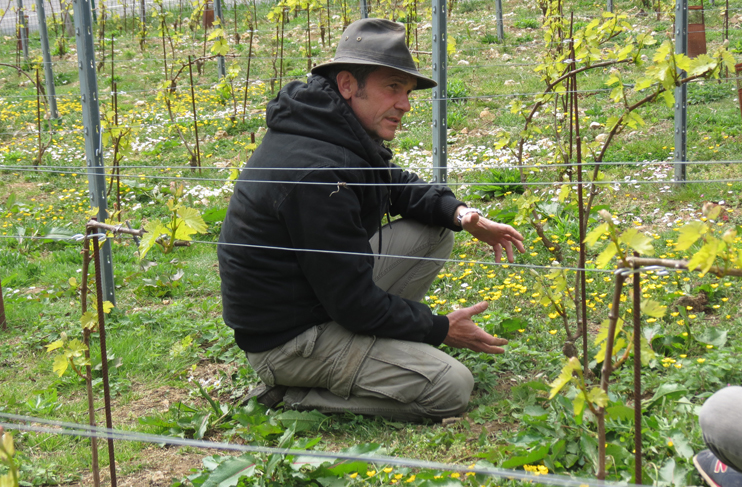 La vigne poursuit sa percée en Normandie