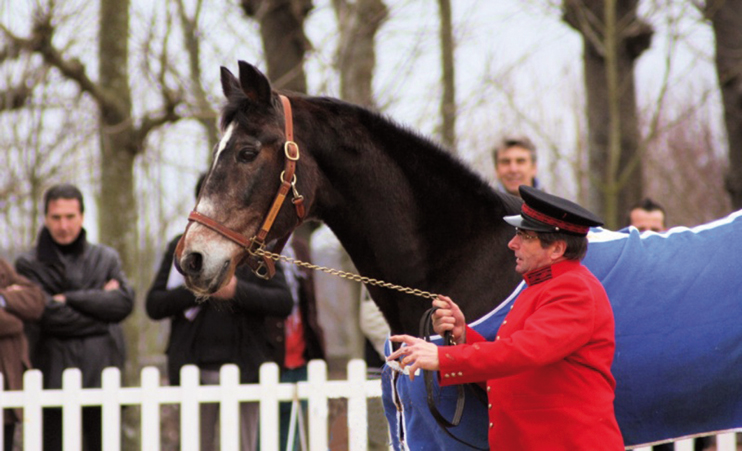 Haras du Pin : mort de l'étalon Workaholic